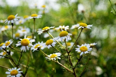Blooming chamomile field Stock Photos