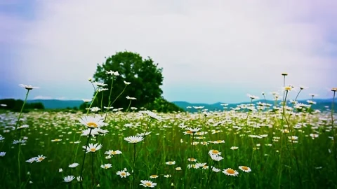 Blooming chamomile fields on a blue sky background Stock Footage 155349048