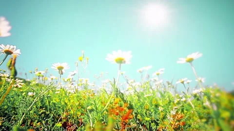Blooming chamomile fields on a blue sky background Stock Footage 233703063