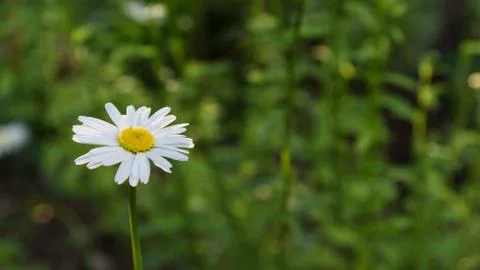 Blooming chamomile flower closeup Stock Photos