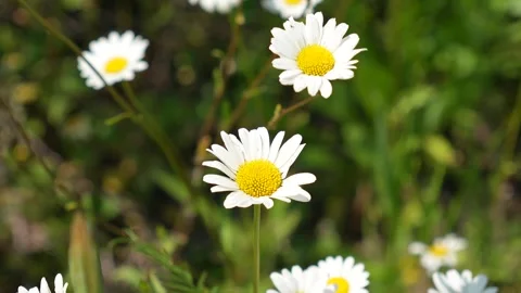 Blooming chamomile flowers Stock Footage 311804613