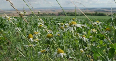 Blooming chamomile flowers in front of turnip field in beautiful green landscape Stock Footage 236775152