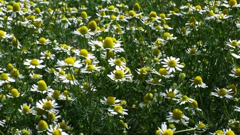 Blooming chamomile flowers swaying gently in the wind, with ambient field sounds Stock Footage 314015368