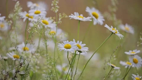 Blooming chamomile in a sunlit field. Stock Footage 310100977