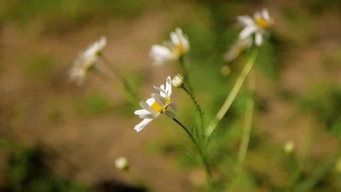 Blooming chamomile on wind. Close-up Stockbeeldmateriaal 115528177