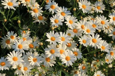 Blooming chamomiles on the meadow at the sunset. Stock Photos