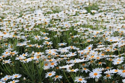 Blooming chamomiles on the meadow at the sunset. Stock-Fotos