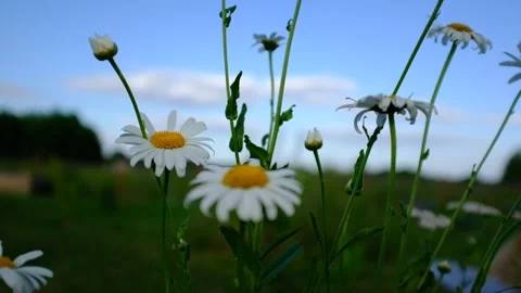 Blooming chamomiles swaying in the wind against a background of blue sky Stock Footage 163967555