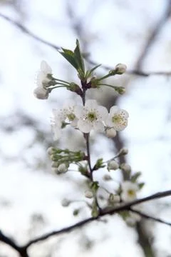 Blooming cherries Stock Photos