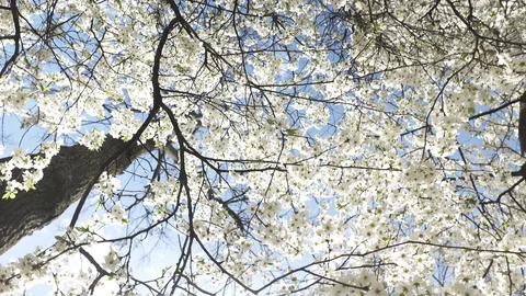 Blooming cherry against the sky, spring white flowers Stock Footage 128390226