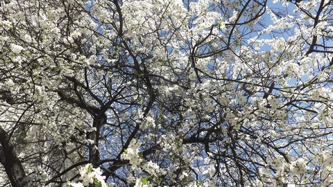 Blooming cherry against the sky, spring white flowers Stock Footage 128390671
