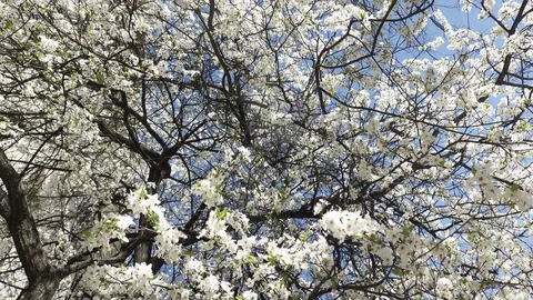 Blooming cherry against the sky, spring white flowers Stock Footage 128391112