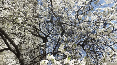 Blooming cherry against the sky, spring white flowers Stock Footage 128391411