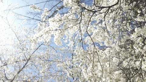Blooming cherry against the sky, spring white flowers Stock Footage 128391757