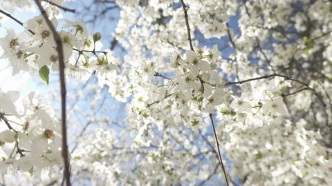 Blooming cherry against the sky, spring white flowers Stock Footage 128392251