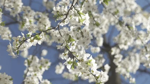 Blooming cherry against the sky, spring white flowers Stock Footage 128392841