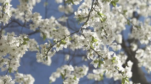 Blooming cherry against the sky, spring white flowers Stock Footage 128393254