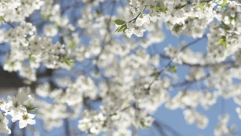 Blooming cherry against the sky, spring white flowers Stock Footage 128393586