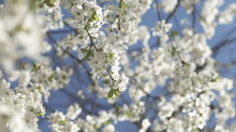 Blooming cherry against the sky, spring white flowers Stock Footage 128393985