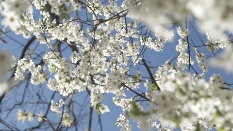 Blooming cherry against the sky, spring white flowers Stock Footage 128394281