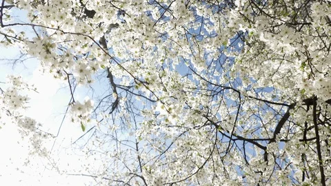 Blooming cherry against the sky, spring white flowers Stock Footage 128394451