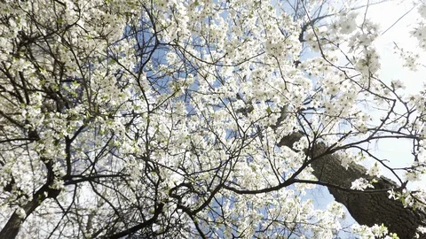 Blooming cherry against the sky, spring white flowers Stock Footage 128394605
