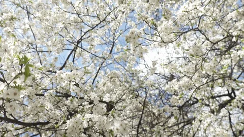 Blooming cherry against the sky, spring white flowers Stock Footage 128394743