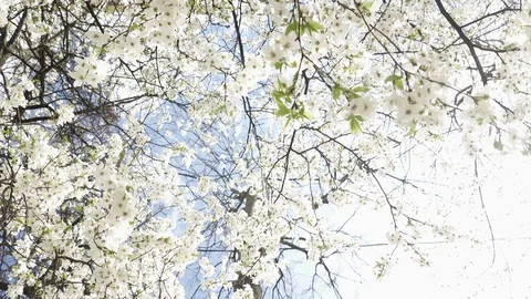 Blooming cherry against the sky, spring white flowers Stock Footage 128394958