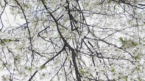 Blooming cherry against the sky, spring white flowers Stock Footage 128395086