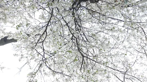 Blooming cherry against the sky, spring white flowers Stock Footage 128395199