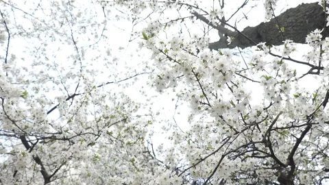 Blooming cherry against the sky, spring white flowers Stock Footage 128395266