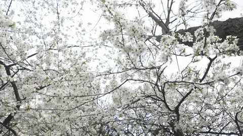 Blooming cherry against the sky, spring white flowers Stock Footage 128395367