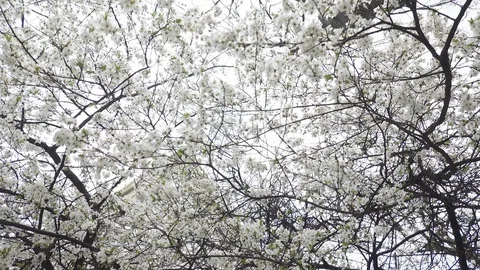 Blooming cherry against the sky, spring white flowers Stock Footage 128395475