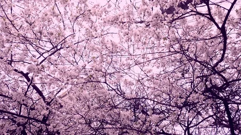Blooming cherry against the sky, spring pink flowers Stock Footage 128395587