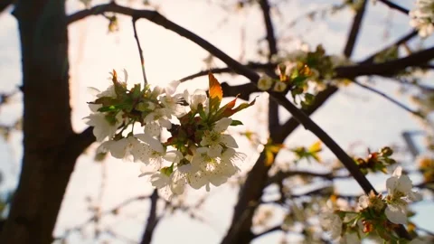 Blooming cherry against the sun, close-up Stock Footage 311912005