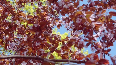 Blooming cherry and plum trees, branches with white and pink flowers Stock Footage 128304055