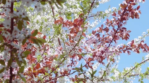 Blooming cherry and plum trees, branches with white and pink flowers Stock Footage 128305211
