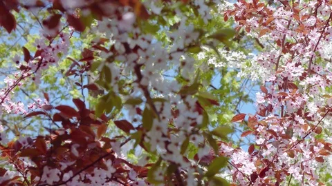 Blooming cherry and plum trees, branches with white and pink flowers Stock Footage 128319042