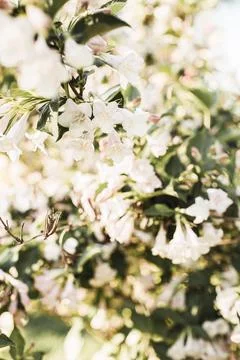 Blooming cherry / apple tree flowers. Natural summer floral composition Stock Photos