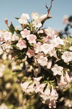 Blooming cherry / apple tree flowers. Natural summer floral composition Stock Photos