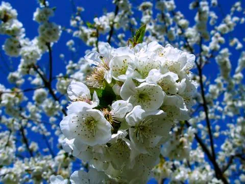Blooming cherry on a background of blue sky. Stock Photos