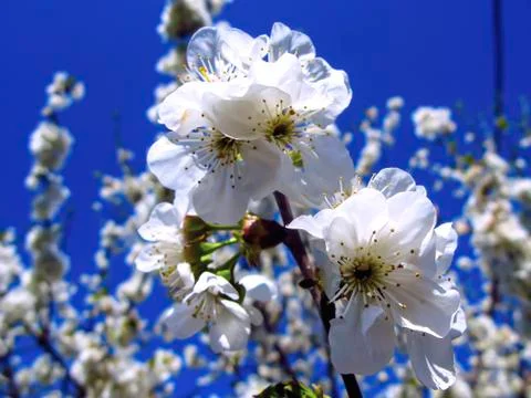 Blooming cherry on a background of blue sky.Z Foto stock