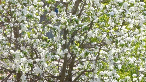 Blooming cherry. Background. Spring. Stock Footage 107940577