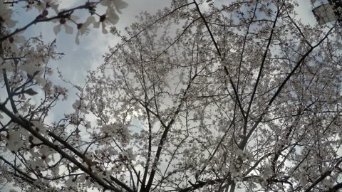 Blooming cherry in backyard Stock Footage 161632832