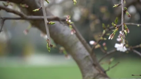 Blooming cherry blossom background in spring. Stock Footage 104979273