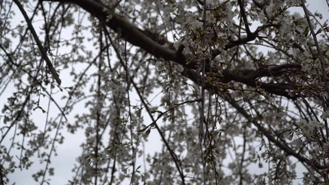Blooming cherry blossom background in spring. Stock Footage 104979320