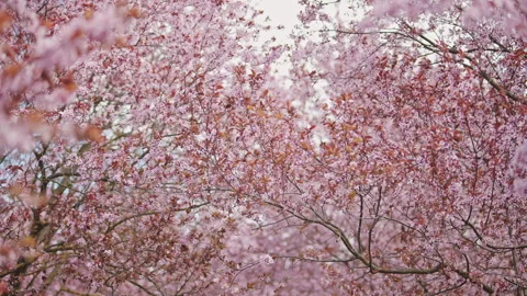 Blooming cherry blossom branches in spring, pink flowers background Stock Footage 332342268