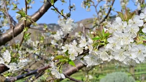 Blooming cherry blossom branches in springtime sunlight Foto stock