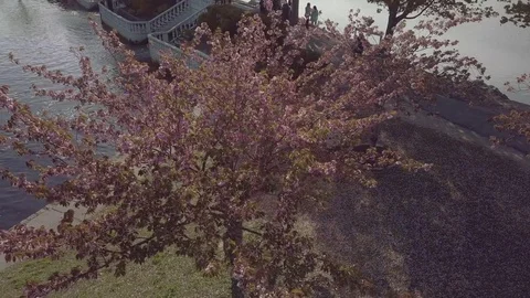 Blooming Cherry Blossom Stock Footage 75554622