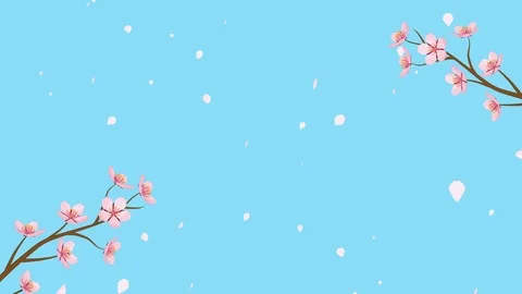 Blooming Cherry blossom motion graphics with falling petals - Sky blue color Stock Footage 101139730